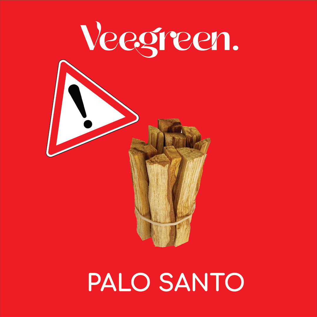 Le Palo Santo en danger ?